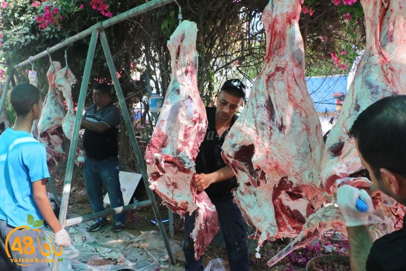 lod8om ada73y (5).JPG